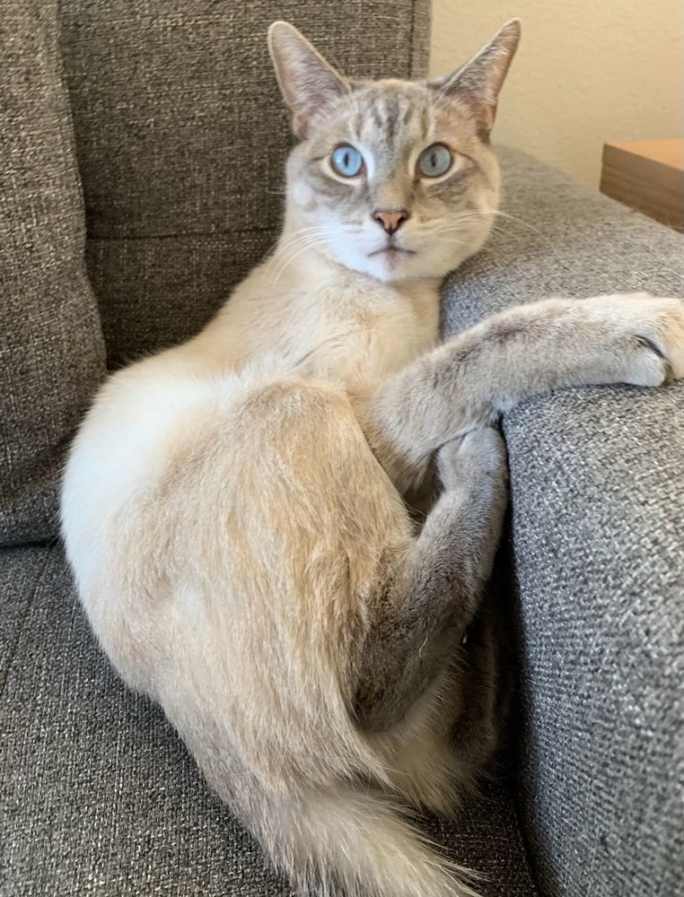 Blue eyed Siamese mix cat holding sitting on a gray couch holding onto the couch arm.