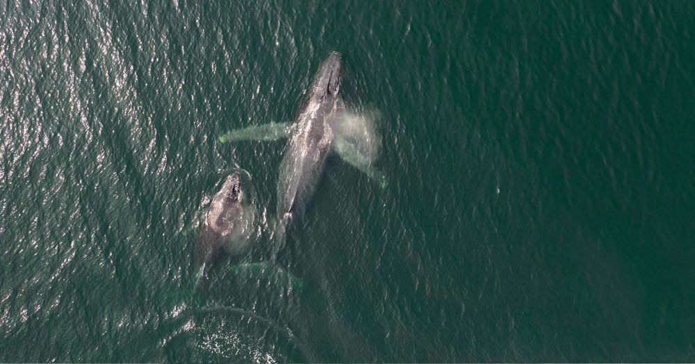 Nominations are open for the 2024 Raincoast Ocean Science Awards | Raincoast