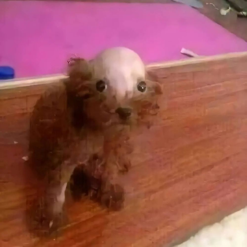 bald dog