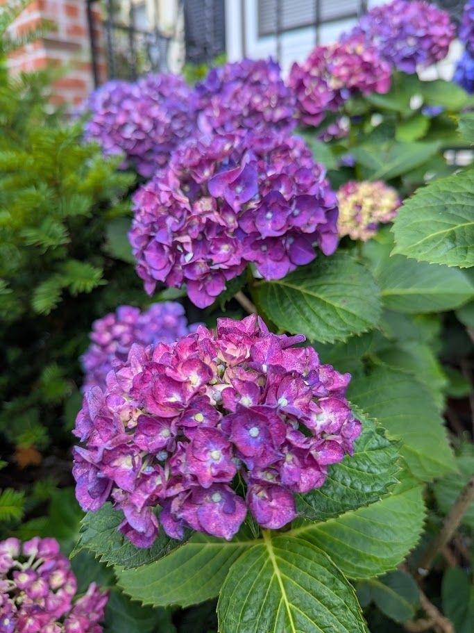 deeply purple (with tinges of pink) hydrangea, just slightly overblown