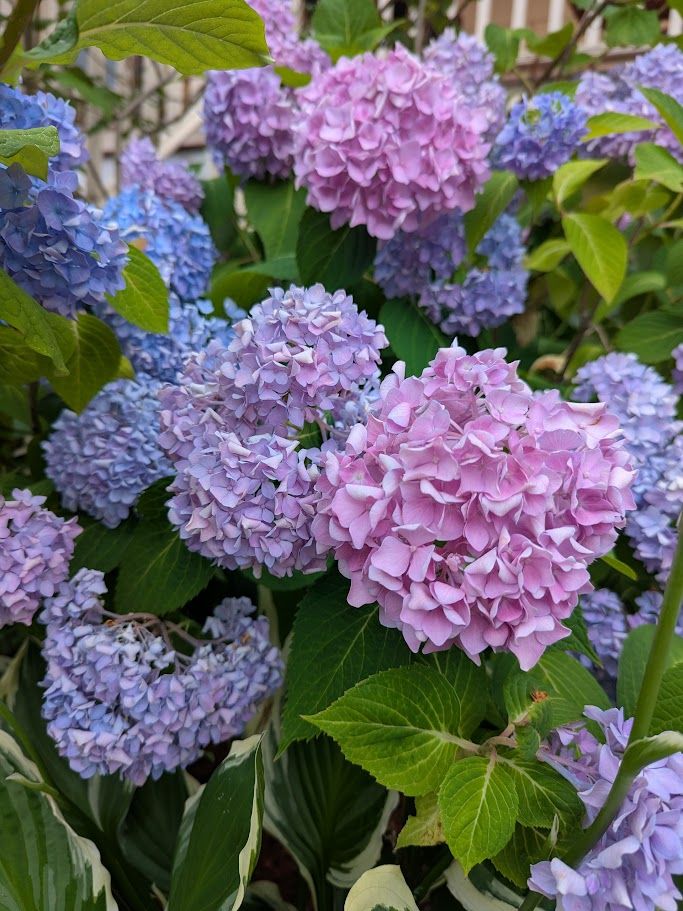 Hydrangea blooms in blue and pink and purple!