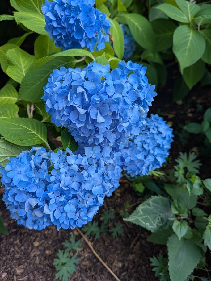 Five hydrangea clusters in a shade of blue that's hard to understand -- not quite electric, but deeper and more shocking than any sunny sky I've ever seen. 