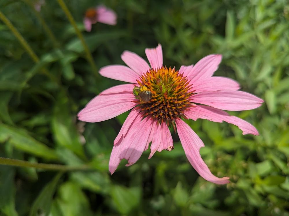 A pink flower with slightly chewed upon leaves and a spiky orangey-green center (I should also know this one.... it's early, y'all) and a blurry but most excellent iridescent green bee going to town on the pollen