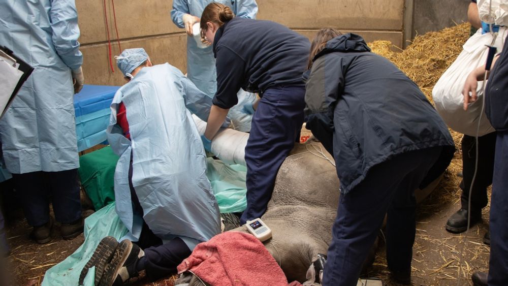 UK team performs surgery to fix rhino's broken leg, an operation they say is world's 1st