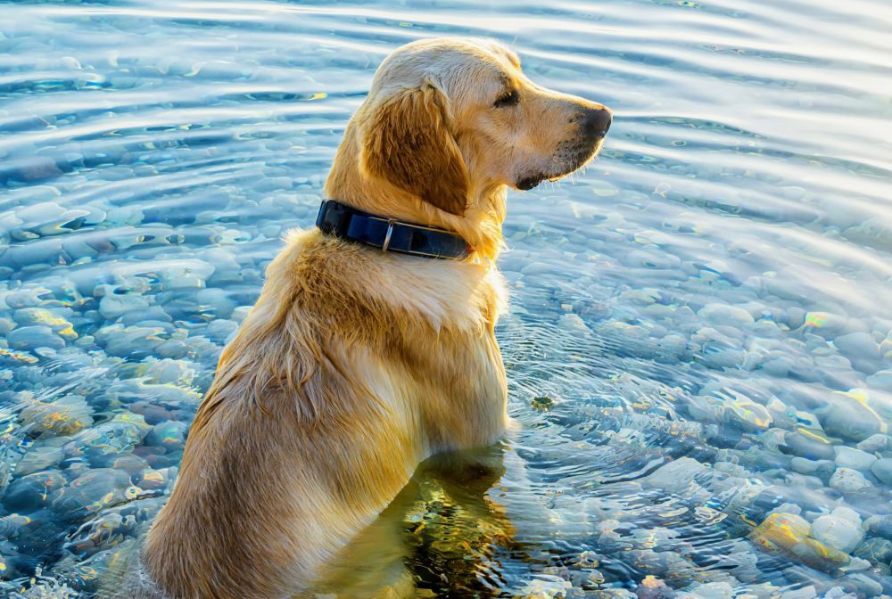 This simple cooling technique instantly reduces heat stress in dogs - Earth.com