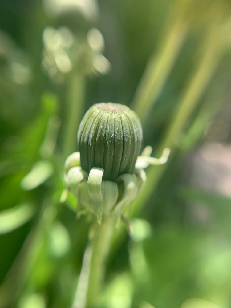 A close-up photo of a dandelion bud that hasn’t opened yet.