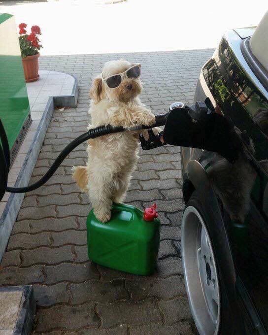 Photo of a cool dog with sunglasses pumping his own gas