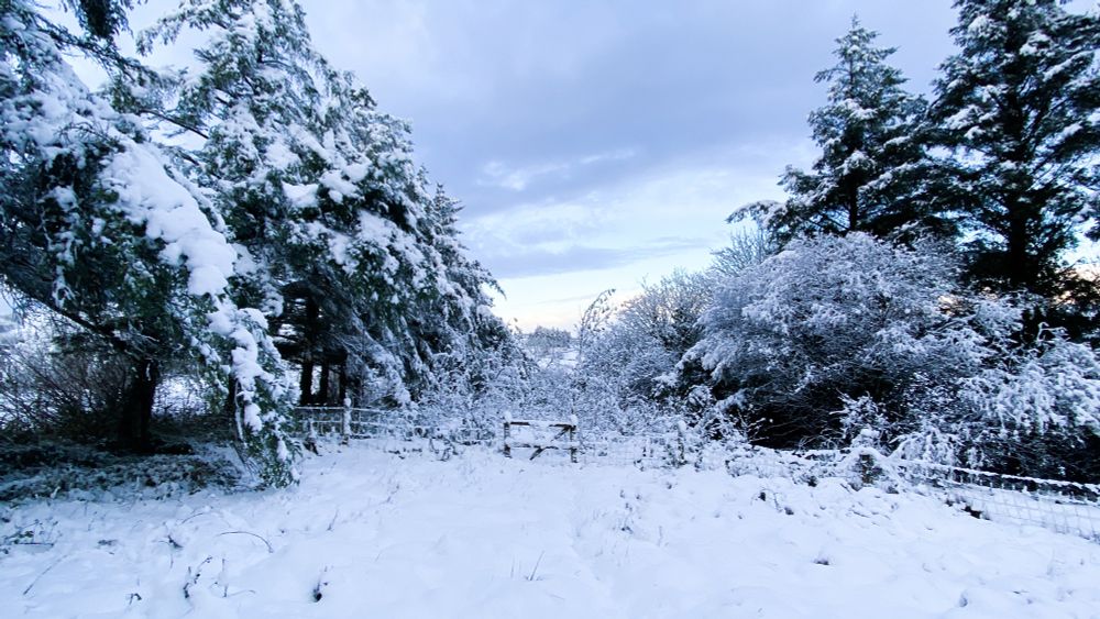 Snowy field with small gate, surrounded by tall snowy coniferous trees