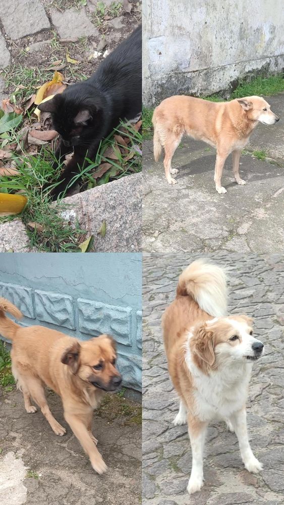Gato preto e 3 cães viralata diferentes