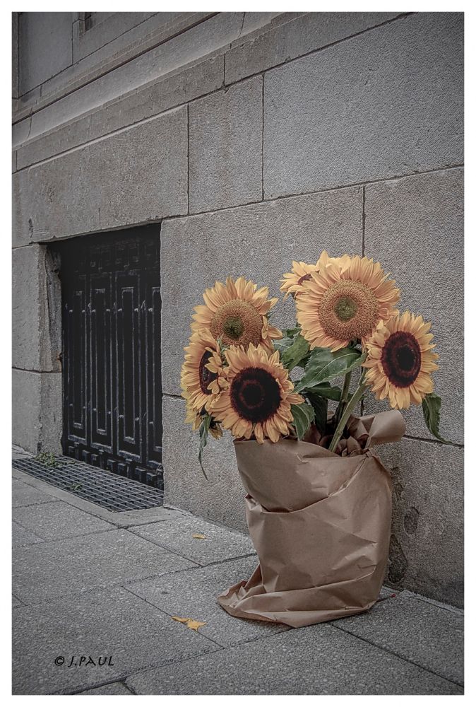 Sunflowers in a paperbag on the street