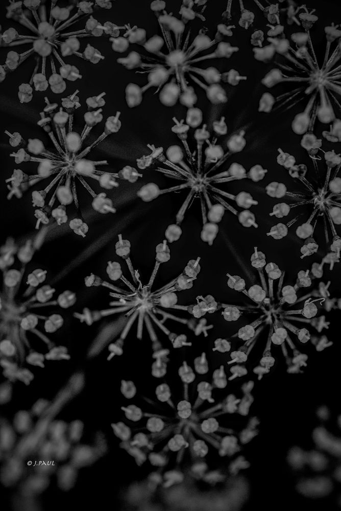 lots of little seed heads