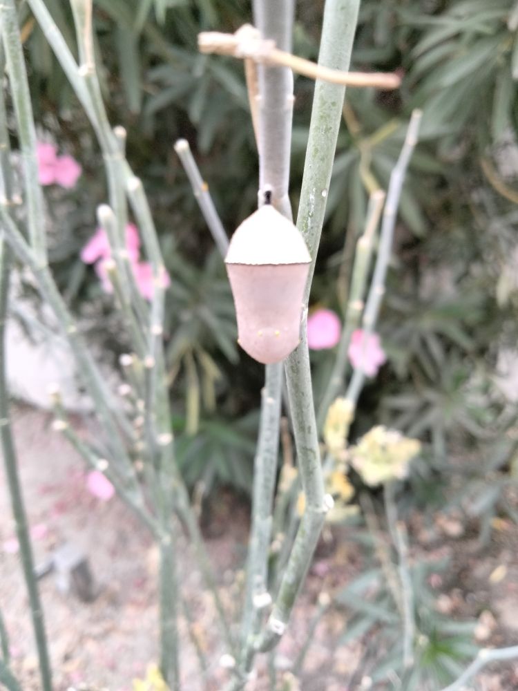 A Monarch Chrysalis in a milkweed bush. One can see the golden dots around the bottom and the dark rim near the top.

How long will it take for a new Monarch to dance in the garden? Maybe two weeks, maybe a little less.