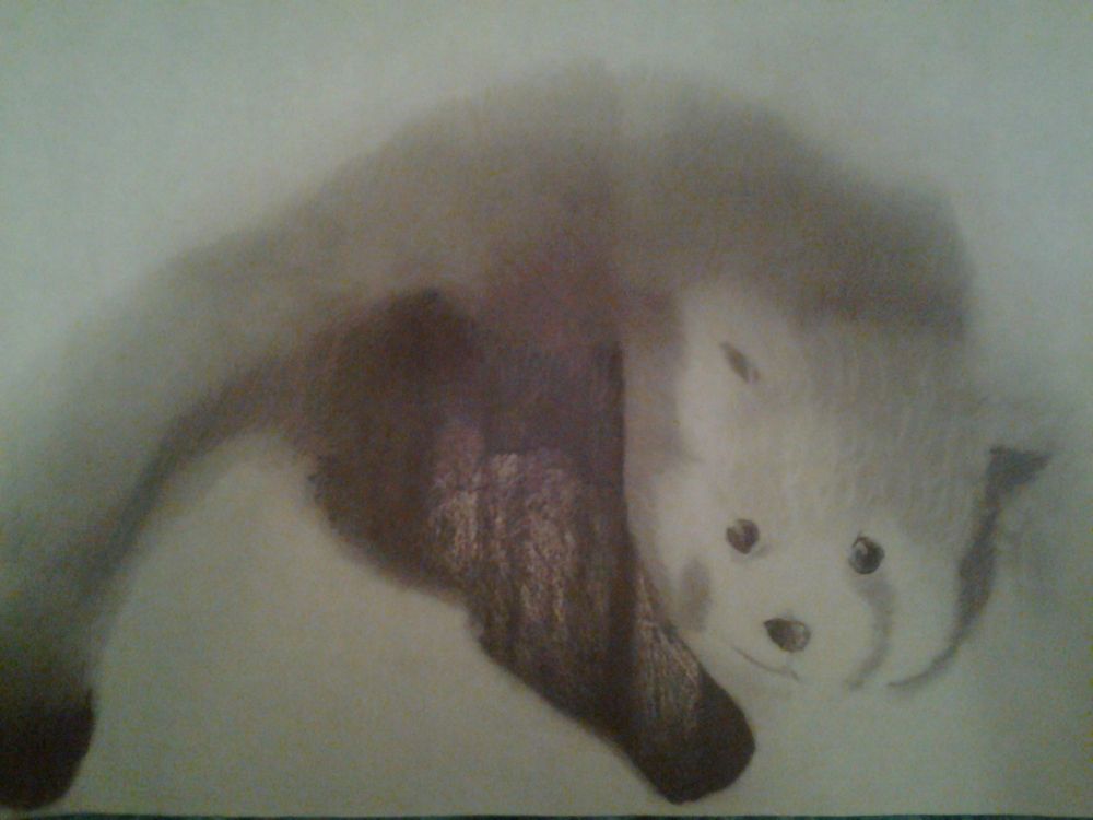 Sketch of a red panda