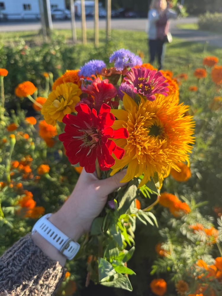 a bouquet of flowers containing sunflowers, red flowers, pink flowers, yellow flowers, marigolds, and purple flowers