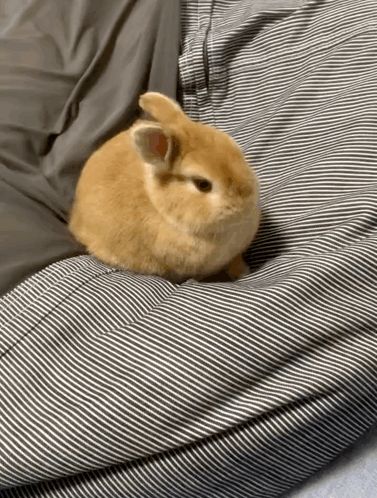 a brown rabbit is sitting on a striped blanket