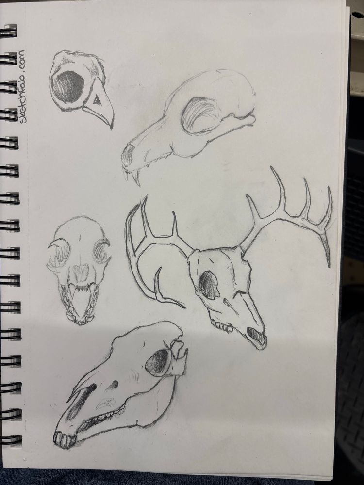A photo of my small sketchbook, showing a collection of animal skulls. A bird, a dog, I think a cat, a deer, and a horse.

Reference credit to sketchfab.com