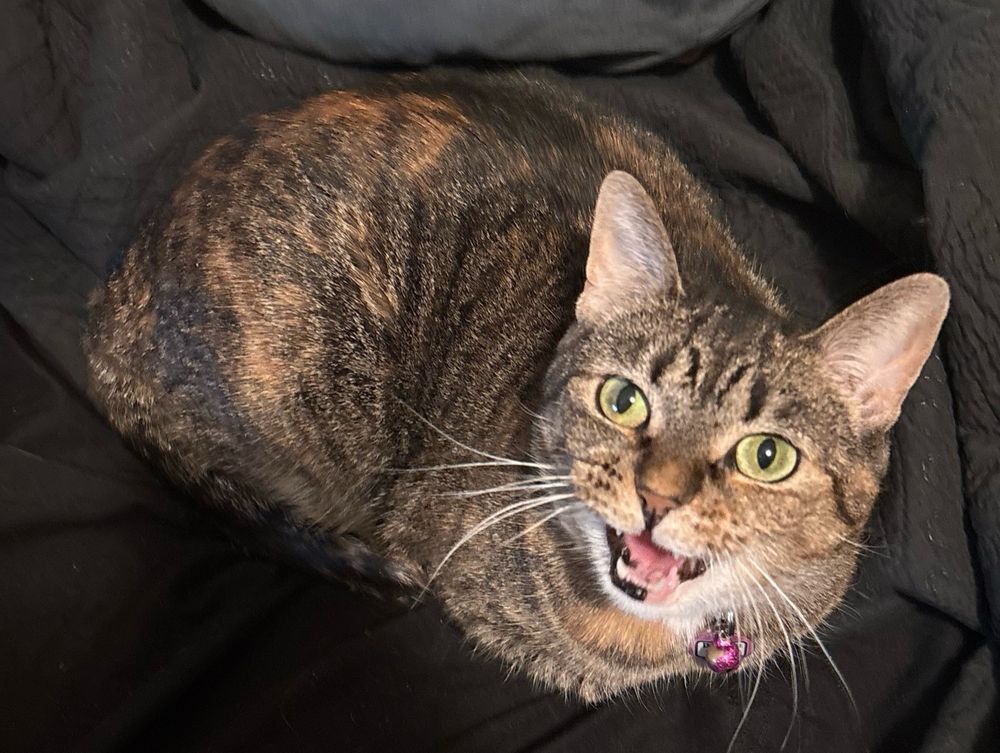 A photo of a tiny torbie loaf of cat with bright green eyes. She's almost entirely a brown tabby with only a few hints of orange over her flank. She's caught mid yelling at me for leaving for work.