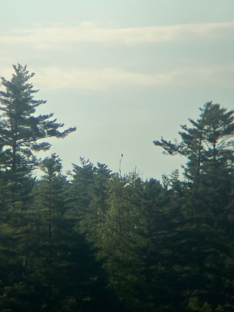 In the center of this photo is a red shouldered hawk I watched fly away from its perched 