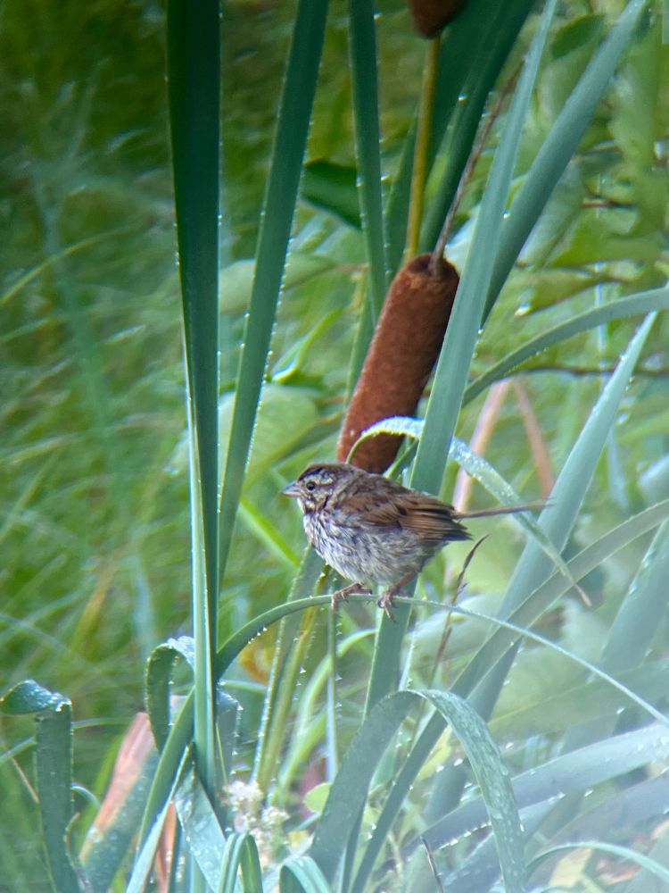 Song sparrow profile