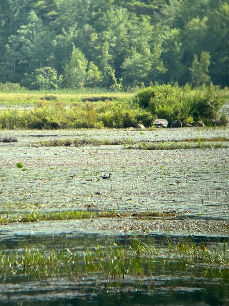Parent and two young wood ducks. They can have two clutches a season 