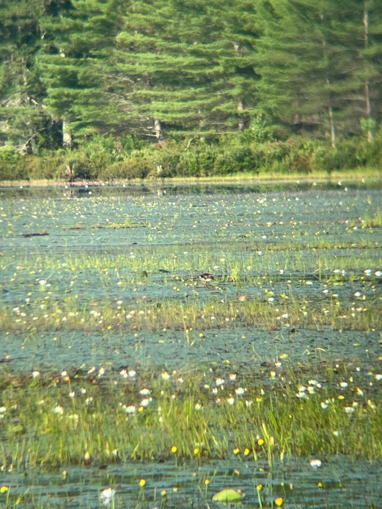 My daughter and I scared this wood duck when we entered. It’s in the center of photo on a rock 