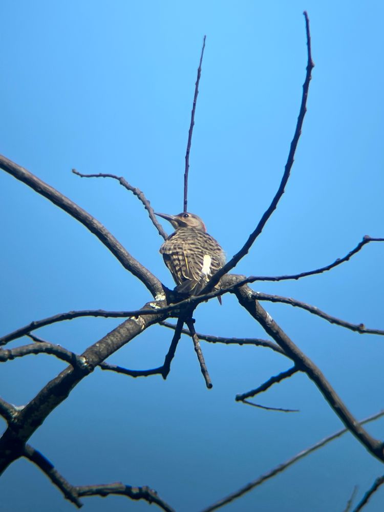 Northern flicker from behind with its beak pointed towards our left, in the center of a tangle of branches 