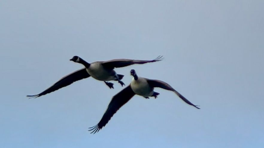 Two geese, wings spread, flying close