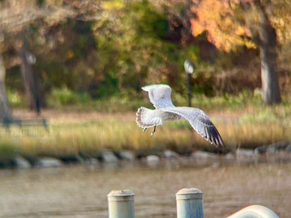 About to pull up onto the post in front of some beautiful changing trees