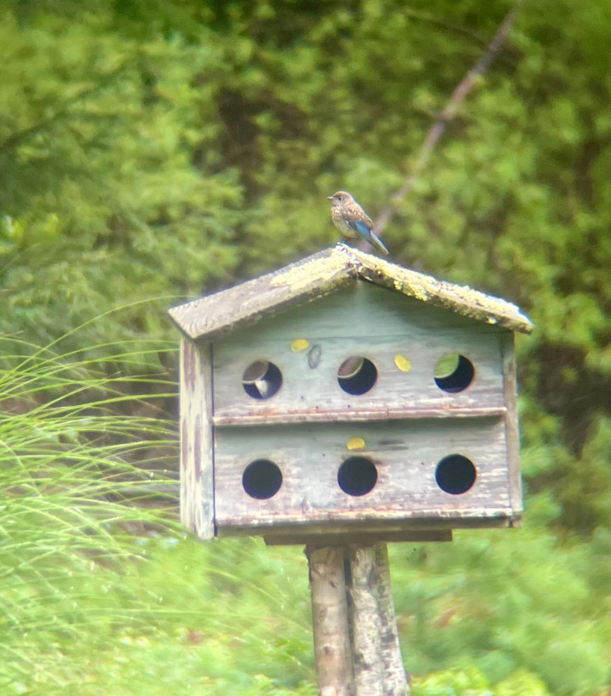Birdhouse and juvenile eastern bluebird 
