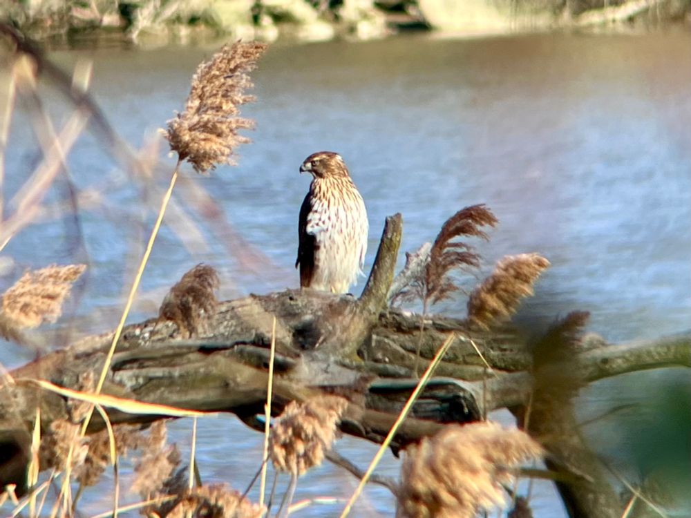 Juvenile Coopers Hawk patrols the saltwater marsh 