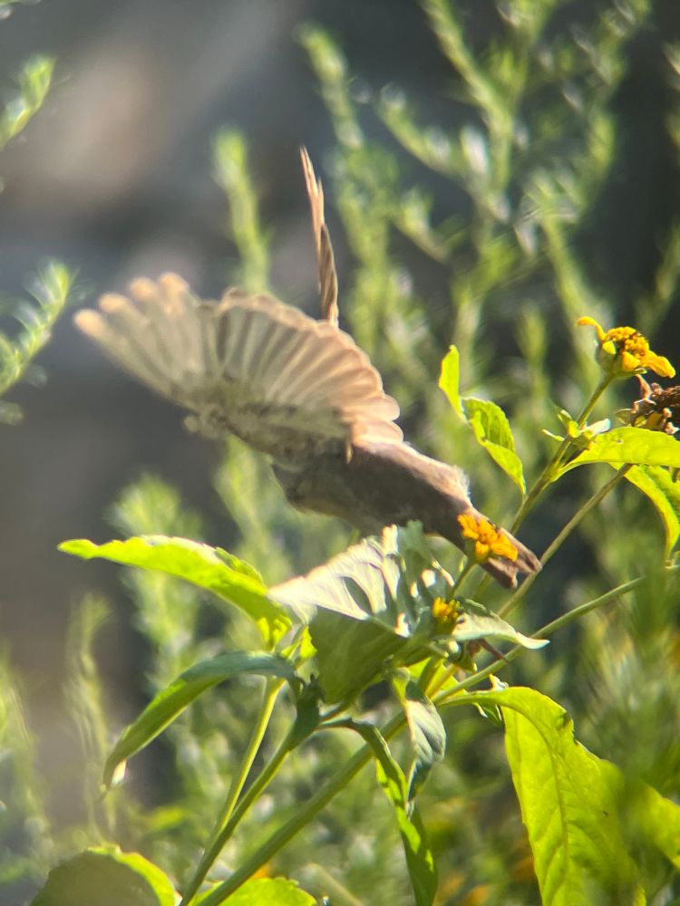 A female house sparrow takes off from flowers in a pollinator garden
