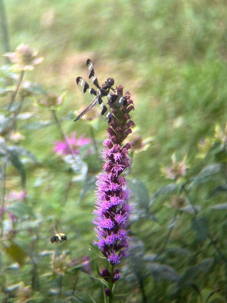 A 12 spotted skimmer is on top of dense blazing star