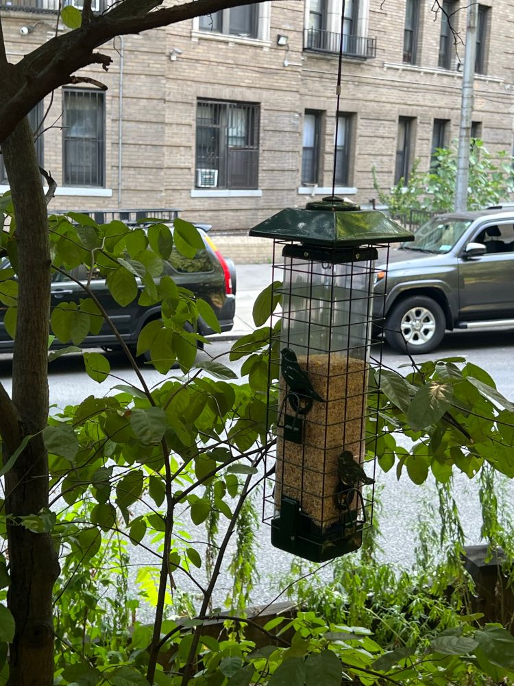 Let’s see if it’s really squirrel proof