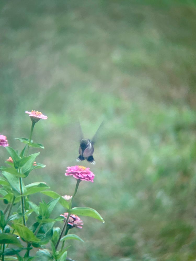 Ruby Throated Hummingbird with a zinnia 