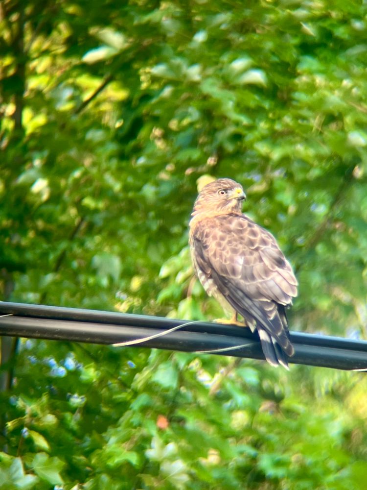 Broad winged hawk on a powerline. It had a head turned towards a rooster that was making a lot of noise on a farm. I have a bad feeling it was plotting a farm raid. 