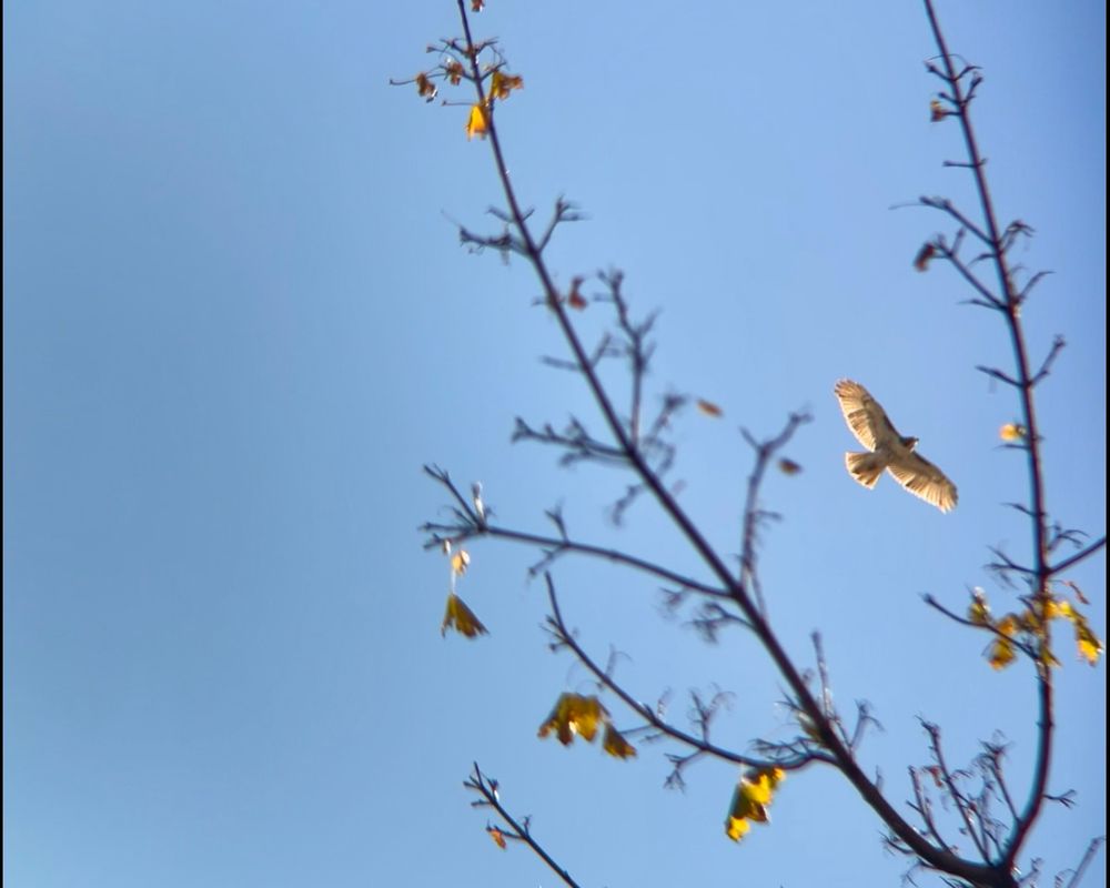 Neighborhood mama RTHA