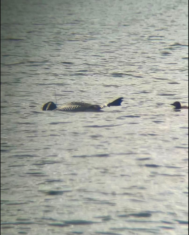 Banded mama loon with her head in the water, baby loon behind 