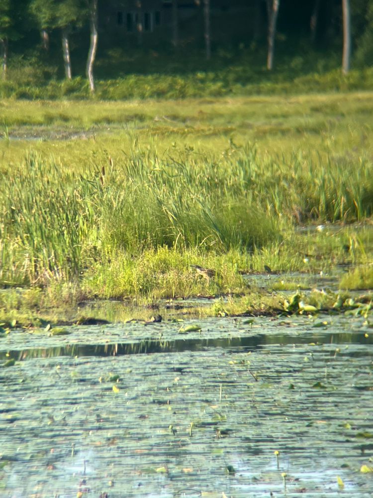 In the middle of the frame there is an American Bittern. It’s hunting in a marshy pond. 
