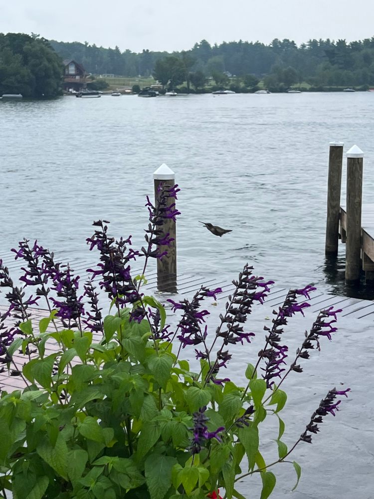 Hummingbird in the rain 