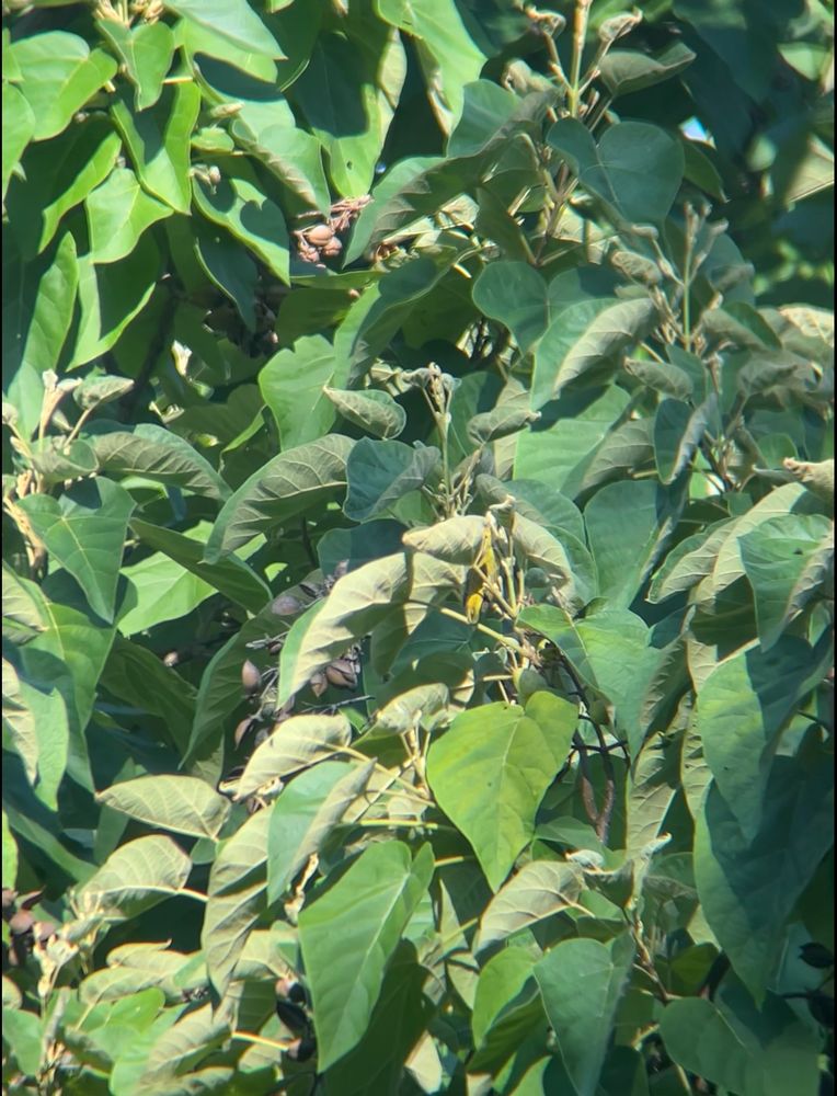 Yellow warbler hidden in a huge viney tree (need to learn my plants)