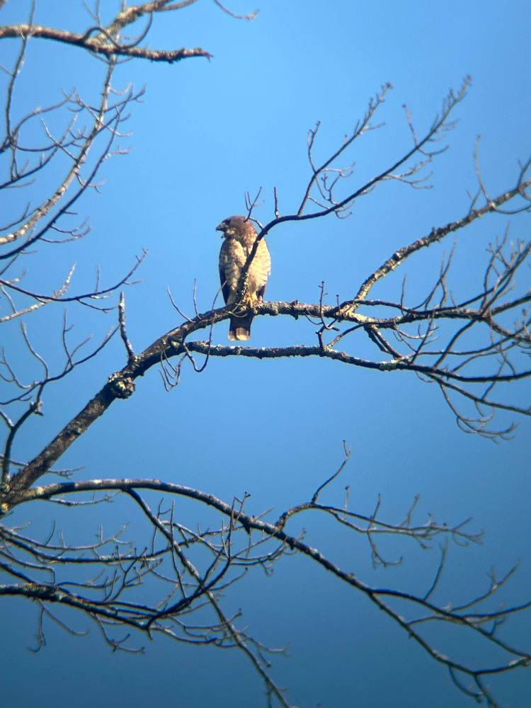 A broad winged hawk with its beak open mid screech 