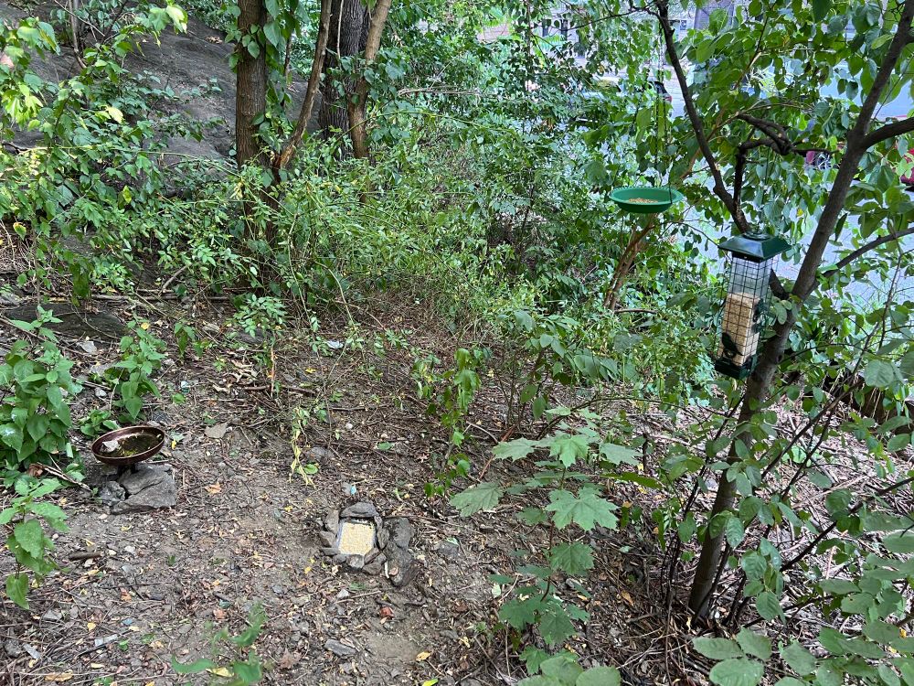 Full view of my three feeding stations and water 