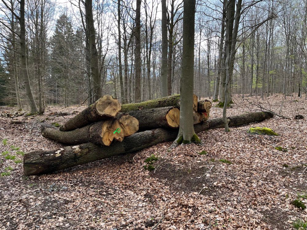Logged trees in the middle of a forest