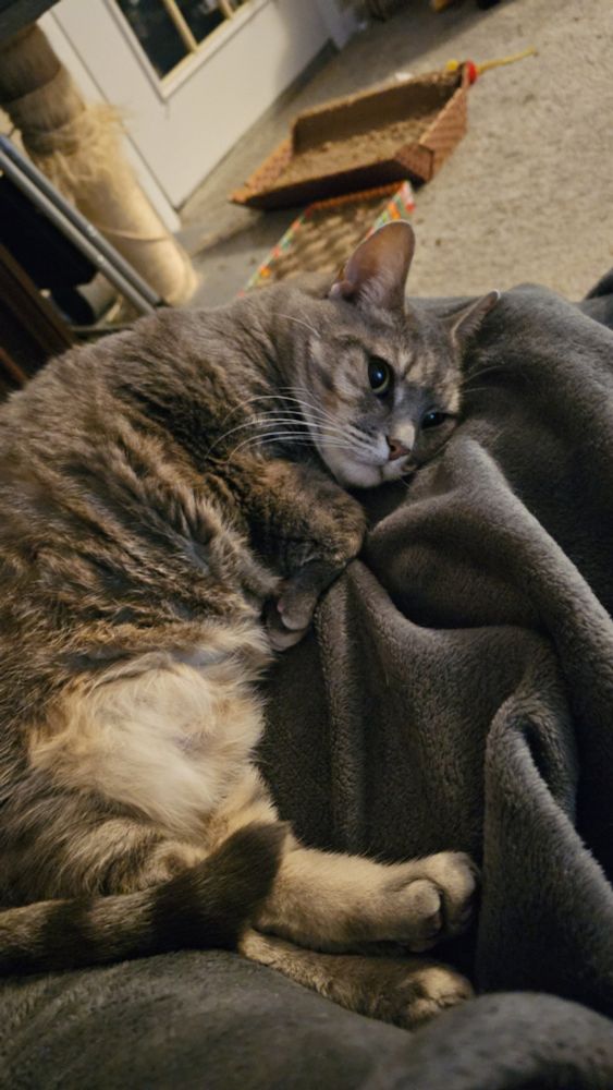 A very round and grumpy grey cat laying in a cresent shape with her face smooshed into the blanket she is laying on