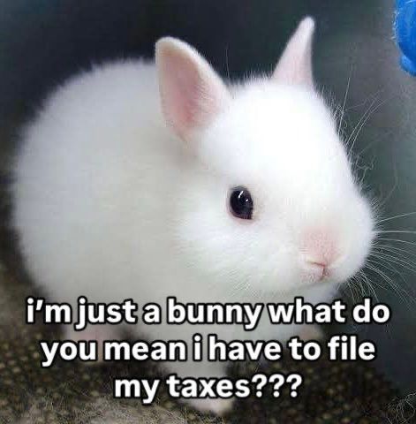 A cute white bunny with text written over “I’m just a bunny what do you mean I have to file my taxes???”