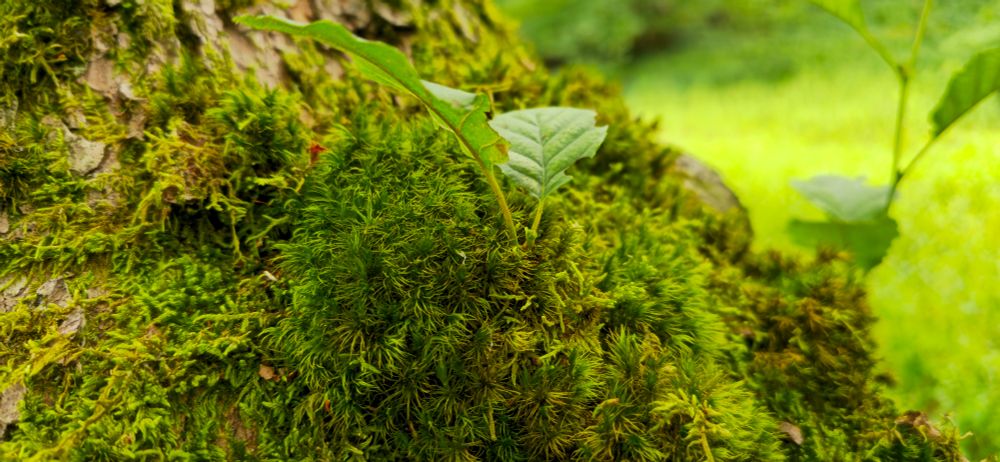 A pair or beech leaves growing out of the trunk of a tree through a mound of moss.