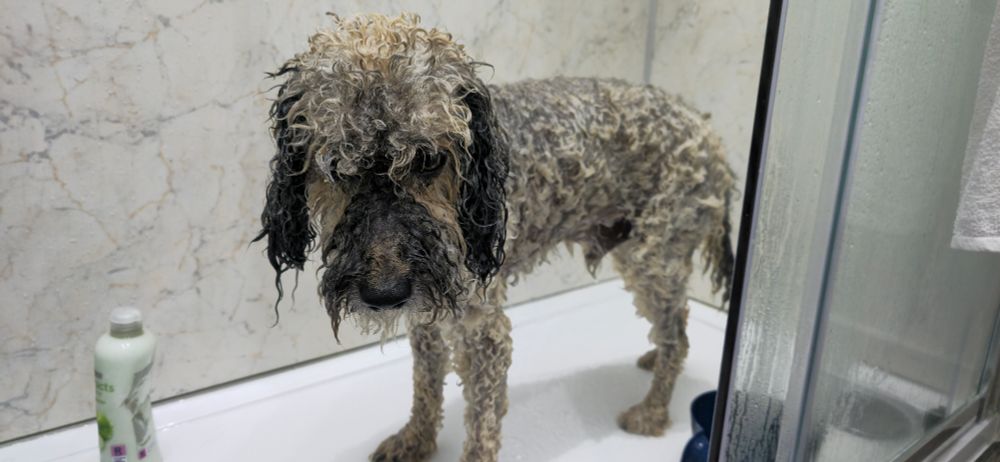 🐕 🐶 Dog standing in shower after his first rinse.
