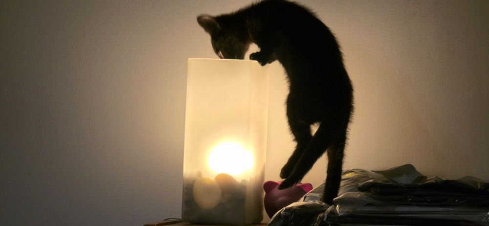 10 week kitten climbing onto and peering into a square table lamp