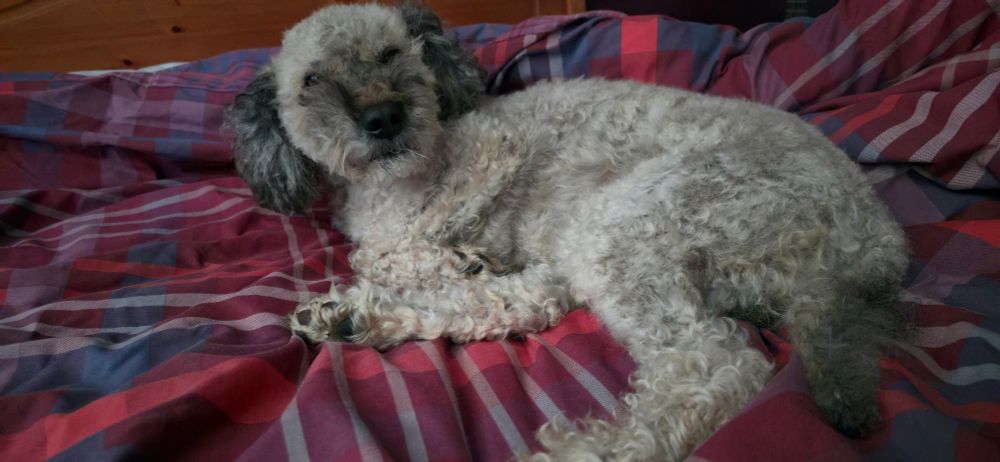 🐕 🐶 Dog lying on bed looking like a half-shut knife, he's almost awake.
