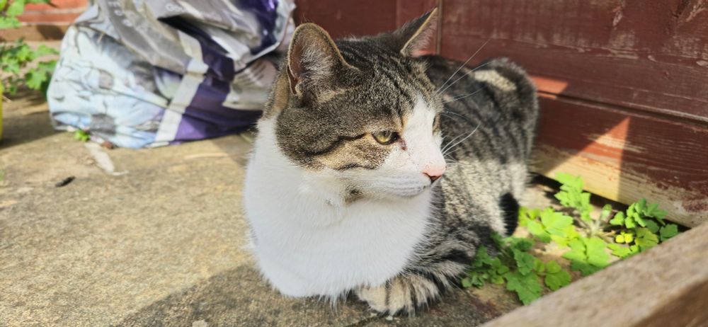 Cat sitting under garden bench next to a shed. Some columbine is growing through a crack in the paving slabs just next to him.
